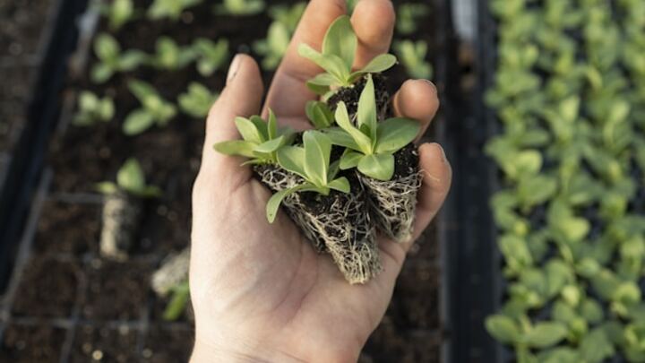 Logo for Rooted in God's Word (Women Only)