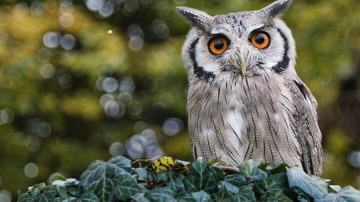 Logo for OWLS Fellowship