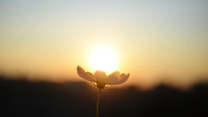 Logo for There is a Miracle in Every Wound