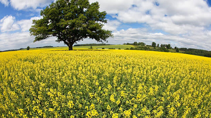 Logo for Mustard Seed Ministry