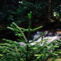 Logo for Donna | Tuesdays 7pm | Coquitlam