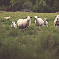 Seeing Jesus in the Old Testament