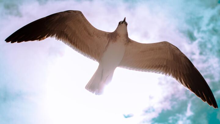 Logo for Understanding The Holy Spirit