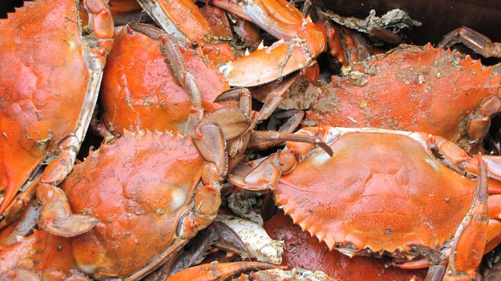 Logo for Crabs & Company