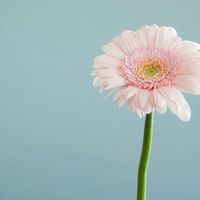Logo for Bloom In Faith