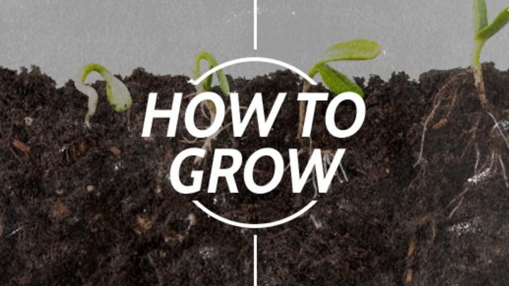 Medium howtogrow