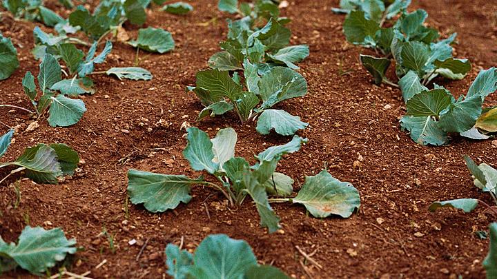 Logo for Marketplace Community Garden