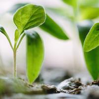 Growing Deep, Growing Strong