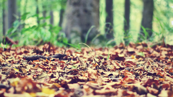 Logo for Women's Ministry