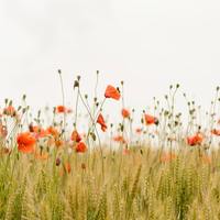 Logo for Mosaic Ministry to Single Moms