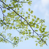 Logo for Branching Out