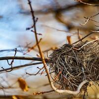 Logo for Empty Nesters