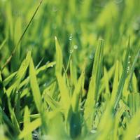 Logo for Landscaping Team