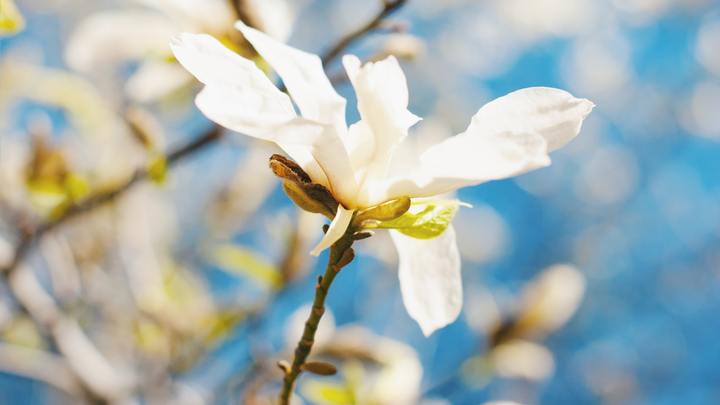 Logo for Slaughter (Monday Evening) Ladies Community Group - Steel Magnolias