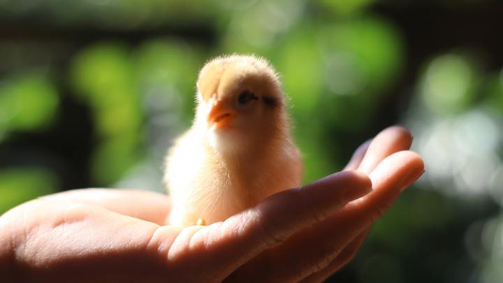 Logo for Not So Lazy Chicks