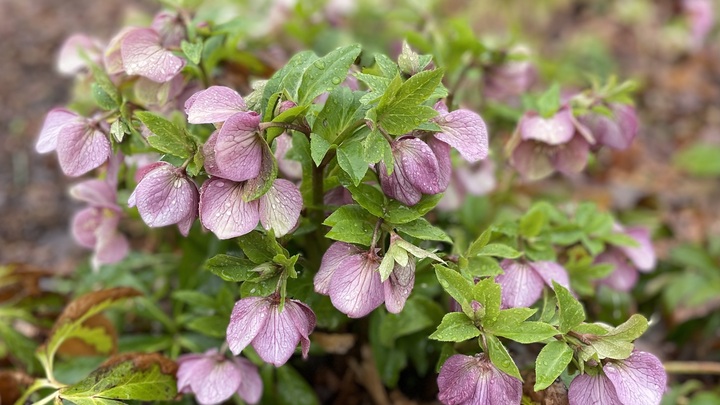 Logo for 2026 Lenten Devotional