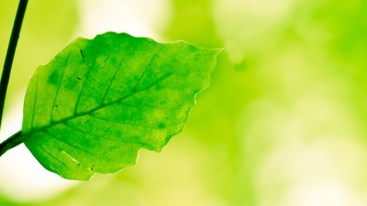 Logo for Special Services