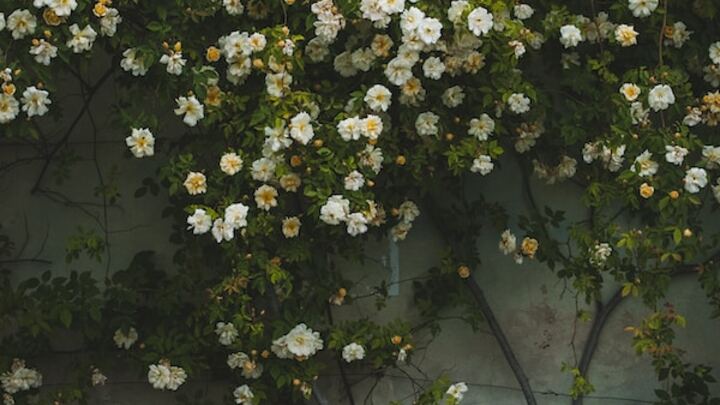 Logo for Surrey - Adults (Bill and Bona Jean Ashbee)