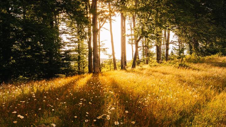 Logo for Golden Singles