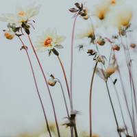 Logo for Women's Ministry