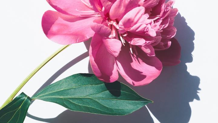 Logo for Single Moms' Group