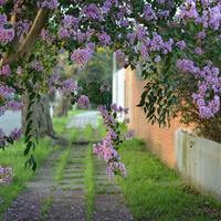 Logo for Rice Women's VioletGroup