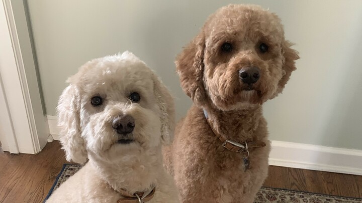 Logo for Rollins Life Group