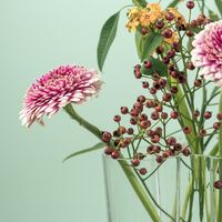 Logo for All Ages, All Stages