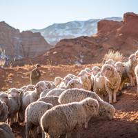 Logo for C.L.I.- Church Leadership Institute